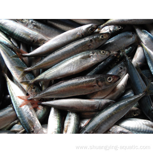 Chinese Fish Trachurus Japonicus Fresh Frozen Horse Mackerel